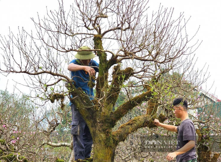 Đặc biệt, khi những cây đào "khủng" xuống phố, một nghề lạ lại xuất hiện. Đó là những người thợ chuyên mặc áo rêu cho cây đào. Rêu xanh được phủ kín thân, cành của cây đào tạo nên vẻ đẹp độc lạ. Ảnh: N.T