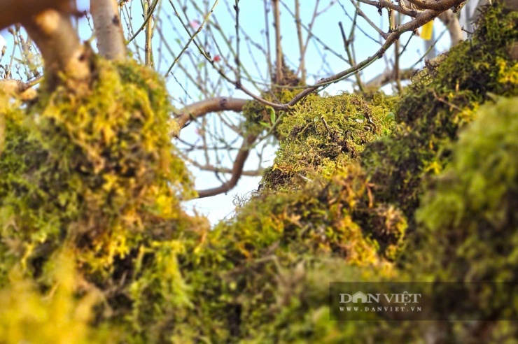Kiếm tiền tết đang hot Nghệ An, "đánh phấn, bôi son, mặc áo rêu" cho cây đào khổng lồ, hết giờ đút túi tiền triệu - 3