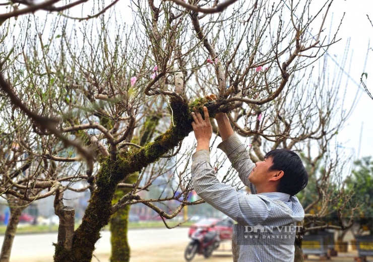 Dịp tết năm nay, ông Mẫn nhập về hơn 500 gốc đào Mộc Châu, thuê 6 thợ lành nghề từ Sơn La về mặc áo rêu cho cây đào. Chi phí rêu và công đắp dao động từ 300.000 đồng đến 400.000 đồng/cây cây. Ảnh: N.T