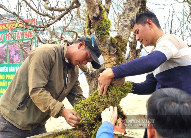 Ông Nguyễn Đức Mẫn chủ một điểm bán đào ở phường Vinh Phú, tỉnh Nghệ An cho biết, cây đào phủ rêu đang trở thành xu hướng được ưa chuộng trong những năm gần đây. Lớp rêu giúp cây toát lên vẻ già dặn, như đã đứng ở đó hàng chục năm. Khách chơi đào bây giờ không chỉ nhìn hoa, mà còn chuộng cái hồn của cây. Ảnh: N.T