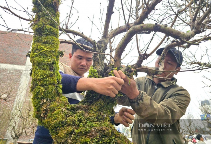 Mặc áo rêu cho cây đào, công việc tưởng chừng đơn giản nhưng lại đòi hỏi người thợ phải khéo léo và tỉ mỉ. Anh Sùng Pha Sin (SN 1986, quê Lào Cai) cho biết, thợ phải đắp từng mảng rêu sao cho ôm sát thân cây, tạo cảm giác tự nhiên, cổ kính. Ảnh: N.T