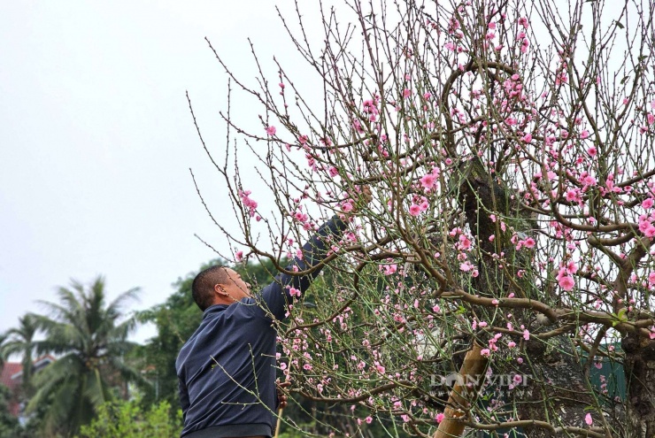 Kiếm tiền tết đang hot Nghệ An, "đánh phấn, bôi son, mặc áo rêu" cho cây đào khổng lồ, hết giờ đút túi tiền triệu - 8