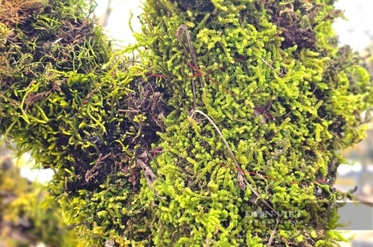 Anh Xồng Quý Hưng (SN 2003, quê ở tỉnh Lào Cai) cho biết: "Áo rêu" không chỉ tôn thêm vẻ đẹp của cây đào mà còn giúp giữ ẩm cho thân cây. Nhờ thế cây đào sẽ khỏe hơn, hoa bung nở tươi tắn.