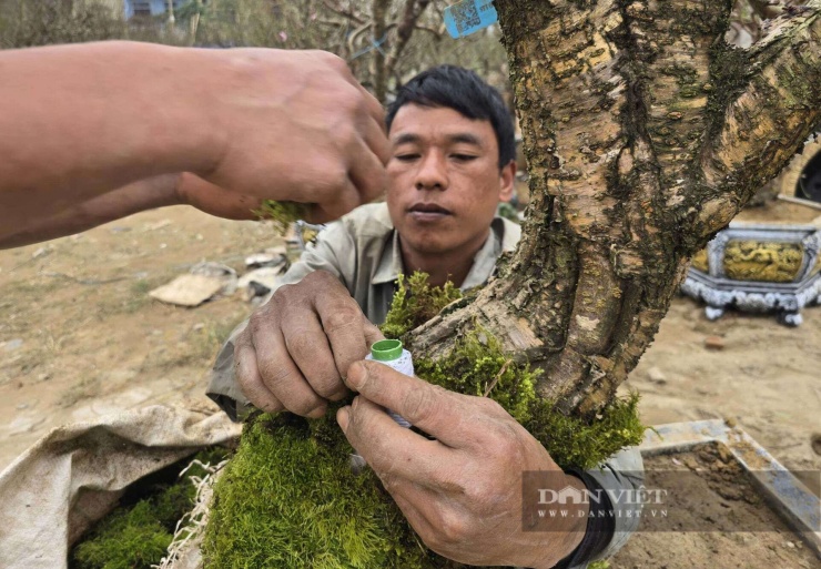 Kiếm tiền tết đang hot Nghệ An, "đánh phấn, bôi son, mặc áo rêu" cho cây đào khổng lồ, hết giờ đút túi tiền triệu - 12