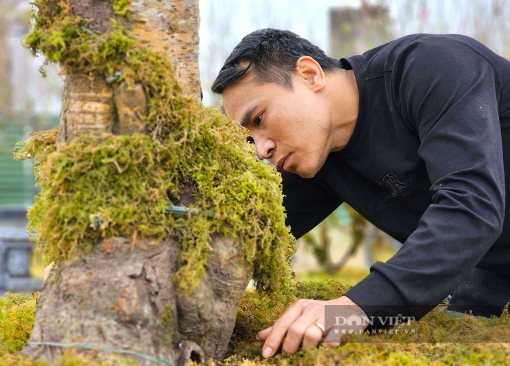 Mỗi cây đào đều có dáng, thế riêng nên cũng cần những "bộ áo" phù hợp đòi hỏi sự sáng tạo riêng của người thợ. Thợ phải làm sao để lớp rêu tôn lên dáng thế, làm nổi bật màu hoa, khơi gợi trí tưởng tượng của người xem. Càng cận Tết, thợ "mặc áo rêu" cho cây đào chạy xô tại các nhà vườn, làm ngày đêm để những cây đào kịp khoe sắc vào ngày Tết. Ảnh: N.T