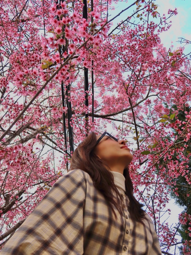 Tóc Tiên check in mùa mai anh đào nhuộm hồng Đà Lạt - 4
