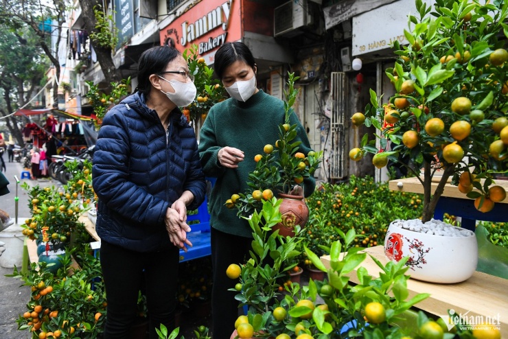 Chị Vân Anh (khách hàng) cho rằng, chậu quất nhỏ dễ bày biện hơn, thậm chí chị có thể mua liền vài cây về bày trên ban thờ, bàn uống nước...