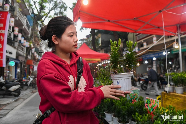 Hoa ly lùn là một mẫu cây độc lạ, thu hút nhiều khách hàng dừng lại hỏi giá. Chị Bích Ngọc bán hàng chia sẻ: "Mẫu ly này rất lạ mắt, hoa nhỏ li ti, có thể trồng chơi qua Tết. Giá chỉ 90.000 đồng/chậu nên cũng dễ mua".