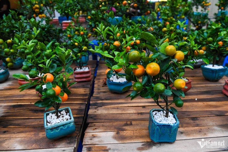 Quất để bàn với kích thước mini được trồng sẵn trong chậu gốm, sứ... có giá thành trung bình 200.000 - 500.000 đồng/cây, được nhiều người tìm mua.&nbsp;