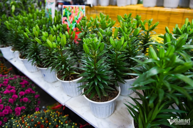 Trần Hà Anh (tiểu thương bán hoa ly lùn) cho biết: "Loại hoa lùn này đã xuất hiện từ năm ngoái nhưng ít được quan tâm. Năm nay thì được nhiều người yêu thích hơn. Mỗi ngày tôi bán vài chục chậu là chuyện bình thường".