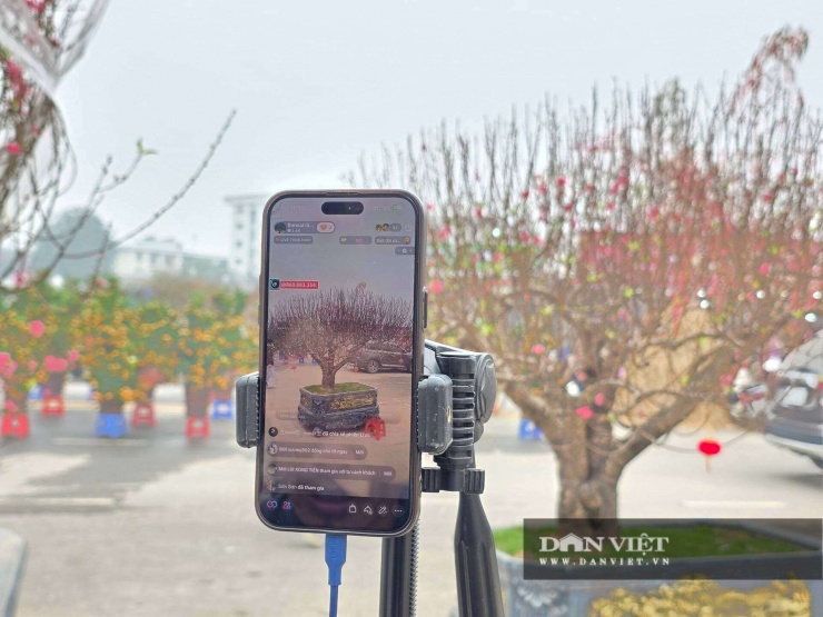 Chợ hoa Phú Thọ vắng khách, livestream bán đào trở thành “cứu cánh” mùa Tết