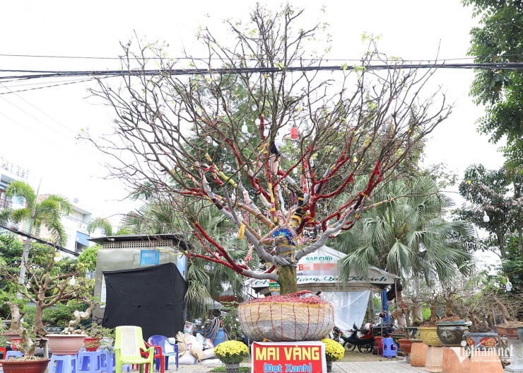 Cây mai vàng cổ thụ được rao bán tiền tỷ tại chợ hoa xuân Long Xuyên