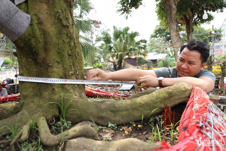 Vanh gốc cây mai khoảng 1,2m