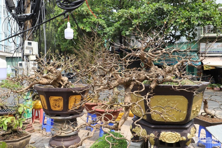 Cặp mai đỏ được rao bán 350 triệu đồng