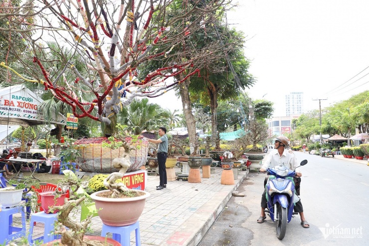 Cây mai 'khủng' thu hút sự quan tâm của đông đảo người dân và du khách đến chiêm ngưỡng