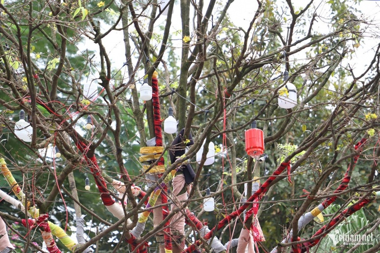 Các thân cây lớn được quấn vải nhằm giữ độ ẩm