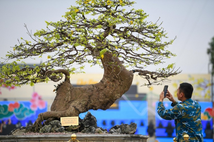 Mai vàng Yên Tử là giống mai đặc hữu của vùng núi Yên Tử, sinh trưởng chậm trong điều kiện khí hậu và thổ nhưỡng đặc trưng của Quảng Ninh. Cây càng lâu năm càng có giá trị. Theo người chơi mai, mỗi gốc mai đẹp phải mất nhiều năm chăm sóc, tạo dáng tự nhiên và giữ được sức sống ổn định.