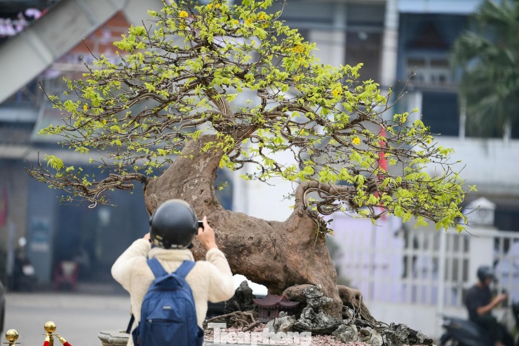 Không ít người đến xem cho biết họ không chỉ mua mai chơi Tết mà coi đây là tài sản lâu dài. Với những gốc mai vàng Yên Tử đẹp, giá trị có thể tăng theo năm, nhất là khi cây đã ổn định dáng và hoa.