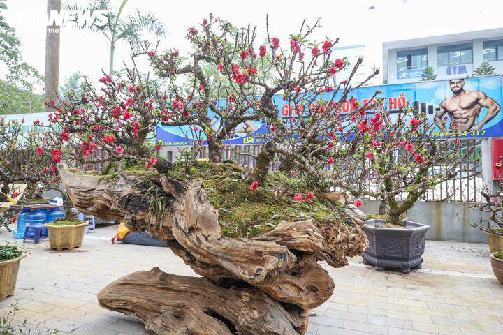 Tại thị trường hoa Tết ở Hà Nội năm nay, một gian hàng trên đường Lạc Long Quân (Hà Nội) đang trưng bày cặp đào thất thốn leo trên gỗ hoàng đàn với mức giá gần 1 tỷ đồng, thu hút sự chú ý của nhiều người.