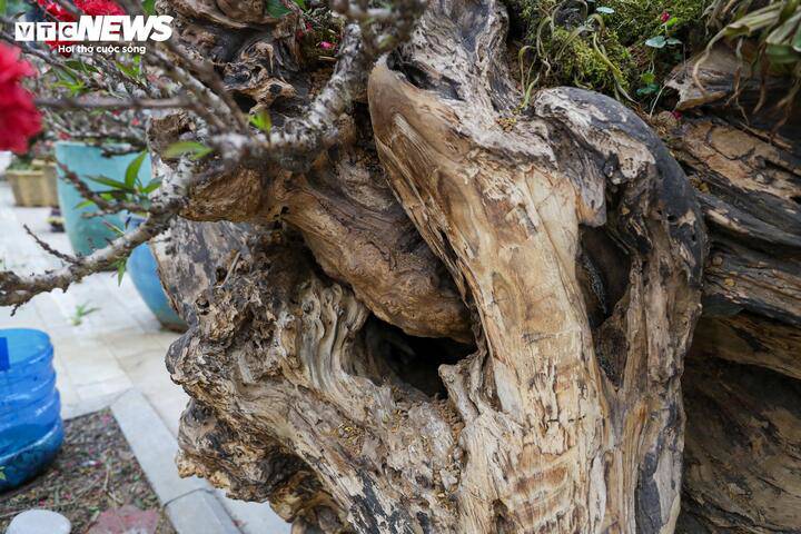 Điểm đặc biệt của cặp đào không chỉ nằm ở giống quý hiếm mà còn ở hai khối gỗ hoàng đàn Lạng Sơn có tạo hình đẹp mắt, tỏa mùi hương thơm nhẹ đặc trưng. Mỗi thân gỗ hoàng đàn được ghép từ 3 - 4 gốc đào thất thốn với nhiều dáng thế khác nhau, tạo nên tổng thể độc lạ.