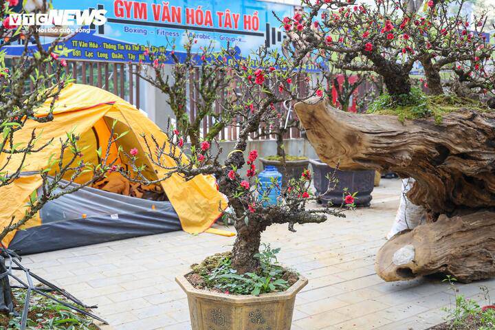 Độc lạ cặp đào thất thốn leo gỗ hoàng đàn giá gần 1 tỷ đồng - 14