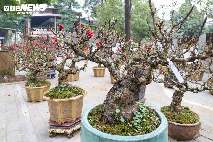 Ngoài cặp đào giá gần 1 tỷ đồng, gian hàng này còn trưng bày hàng chục gốc đào thất thốn với nhiều dáng thế khác nhau.