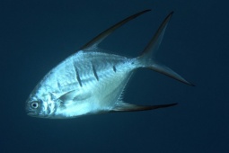 Hàng chục người bị cá ăn thịt tấn công khi tắm sông ở Argentina