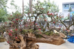 Độc lạ cặp đào thất thốn leo gỗ hoàng đàn giá gần 1 tỷ đồng