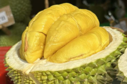 Giá sầu riêng cận Tết tăng từng ngày
