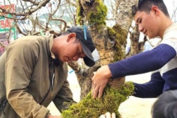 Kiếm tiền tết đang hot Nghệ An, "đánh phấn, bôi son, mặc áo rêu" cho cây đào khổng lồ, hết giờ đút túi tiền triệu
