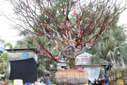 Chủ nhân cây mai vàng cao hơn 5m hé lộ lý do rao bán giá 3,7 tỷ đồng