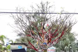 Cây mai trăm tuổi giá hơn 3 tỷ đồng ở An Giang