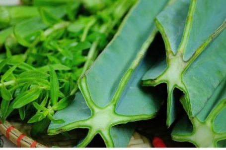 Loại cây dại đầy gai mọc ven biển thành đặc sản