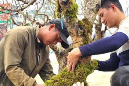Kiếm tiền tết đang hot Nghệ An, "đánh phấn, bôi son, mặc áo rêu" cho cây đào khổng lồ, hết giờ đút túi tiền triệu