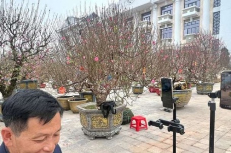 Chỉ “livestream cho đỡ buồn”, ai ngờ tiểu thương Phú Thọ chốt đơn đào Tết ầm ầm trên mạng