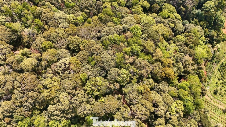 'Tuyệt đối điện ảnh' bằng lăng Măng Đen mùa thay lá - 2