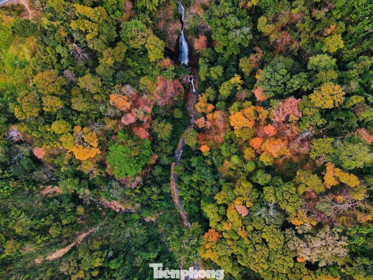 Nhìn từ trên cao, khu rừng gợi liên tưởng đến một bức tranh sơn dầu khổng lồ, nơi thiên nhiên phóng khoáng vẽ nên những đường nét tự do, sống động. Rừng bằng lăng trải dài theo khe suối dưới chân đèo. Hai bên dòng nước, những thân cây vươn thẳng, tán lá xòe rộng soi bóng xuống mặt suối trong vắt, tạo nên không gian khoáng đạt, nơi rừng cây và dòng chảy hòa quyện vào nhau.