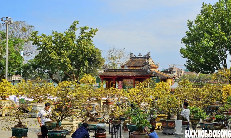 Ngày hội được tổ chức trong khuôn khổ triển khai Đề án "Xây dựng Huế trở thành xứ sở Mai vàng của Việt Nam" gắn với định hướng Festival Huế 4 mùa, nhằm tôn vinh giá trị văn hóa, sinh thái và thẩm mỹ của Hoàng mai Huế, loài hoa gắn bó lâu đời với đời sống tinh thần người dân Cố đô.