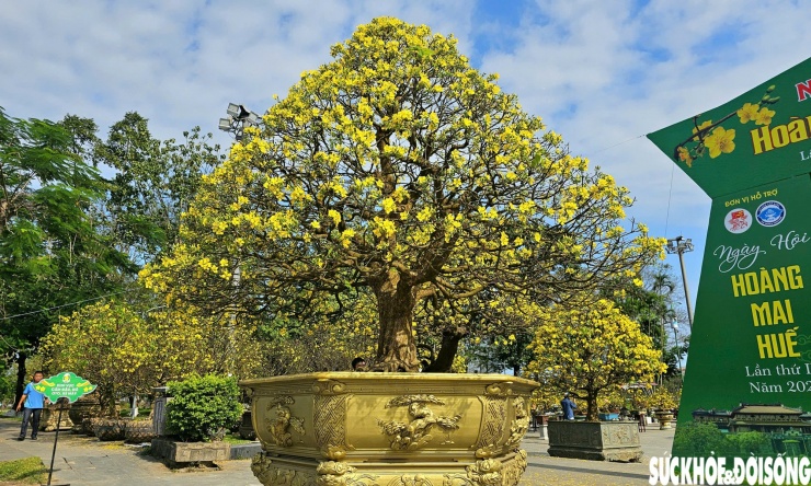 Hoàng mai không chỉ là loài hoa báo xuân mà còn là biểu tượng cho nếp sống Huế thanh cao, bền bỉ, tinh tế và giàu chiều sâu văn hóa. Sắc vàng Hoàng mai hiện diện trước ngõ, trong sân vườn, bên hiên nhà như lời chào năm mới nhẹ nhàng, kín đáo nhưng lắng sâu trong ký ức mỗi người.