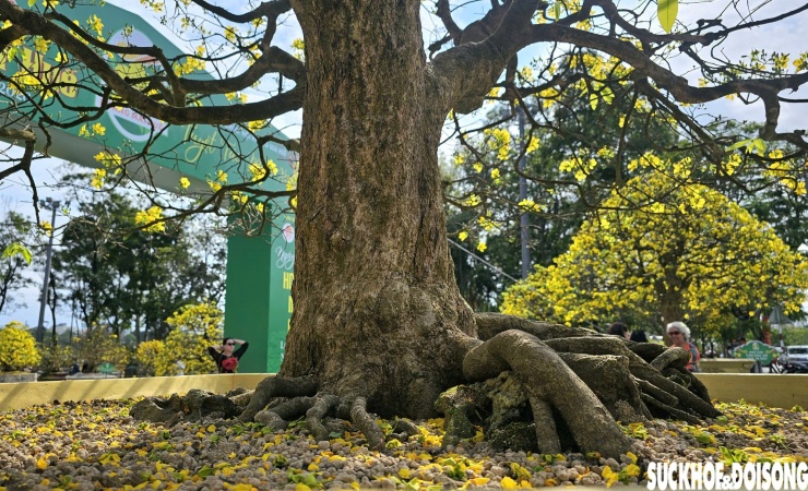 Mỗi tác phẩm là kết tinh của thời gian, tâm huyết và tài hoa của các nghệ nhân, nhà vườn đến từ các chi hội Hoàng mai Huế.