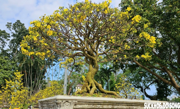 Tại không gian trưng bày có sự hiện diện của nhiều gốc mai cổ thụ, quý hiếm.