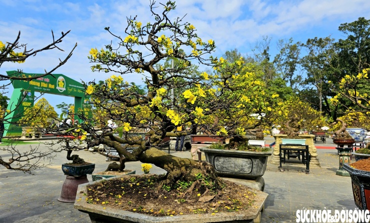 Cùng với mai cổ thụ, các tác phẩm bonsai cũng được trưng bày với những tạo tác công phu, tinh xảo.
