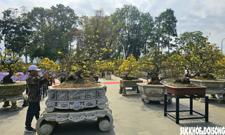 Những người yêu mai tìm đến để chiêm ngưỡng nhức gốc mai.