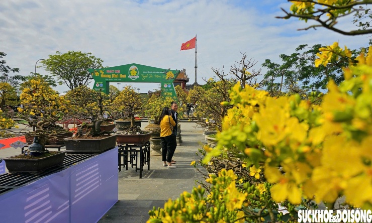 Ngày hội Hoàng mai Huế không chỉ dành cho người chơi mai mà còn là điểm đến hấp dẫn với du khách gần xa.