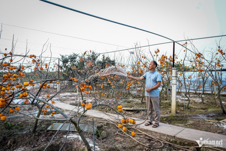 Cây hồng cổ 100 năm tuổi được trả giá 500 triệu đồng - 1