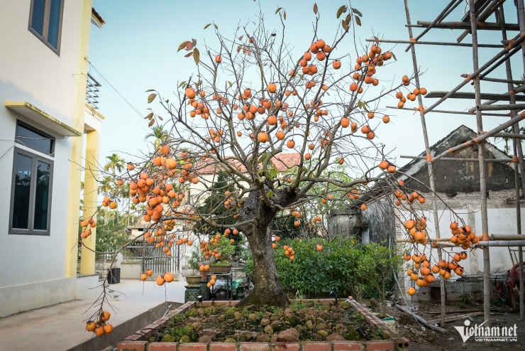 Cây hồng cổ 100 năm tuổi được trả giá 500 triệu đồng - 2