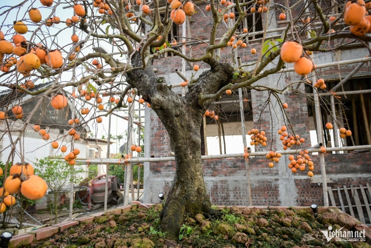 Cây hồng cổ 100 năm tuổi được trả giá 500 triệu đồng - 3