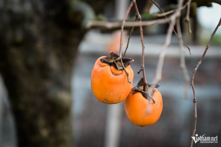 Cây hồng cổ 100 năm tuổi được trả giá 500 triệu đồng - 7