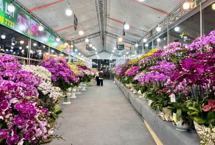 Lan hồ điệp nở rộ tại các điểm bán trên đường Tố Hữu (Hà Nội), song sức mua vẫn ở mức chậm.