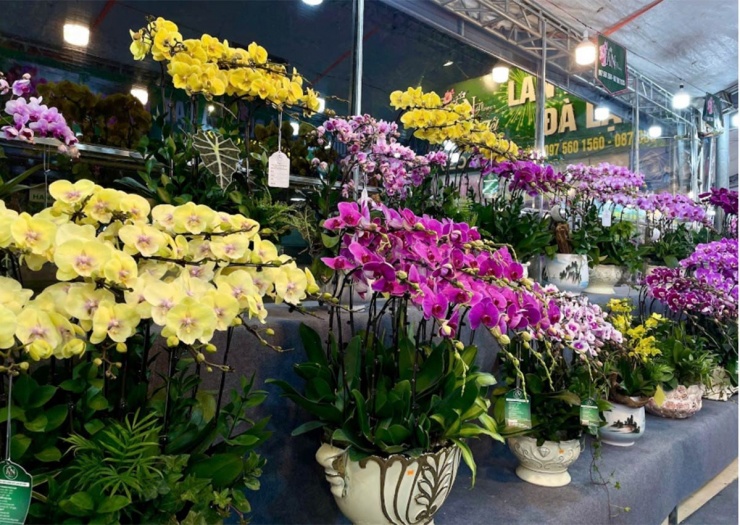 Lan hồ điệp Tết tăng khoảng 10% do thuế, giá phổ biến 250.000 - 300.000 đồng/bầu.